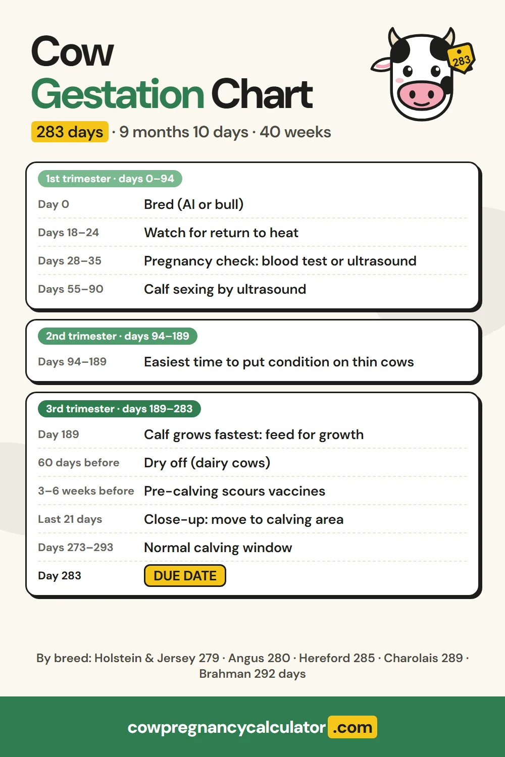 Cow gestation chart: a 283-day cow pregnancy timeline by trimester, from breeding and pregnancy checks to dry-off, close-up and the calving due date