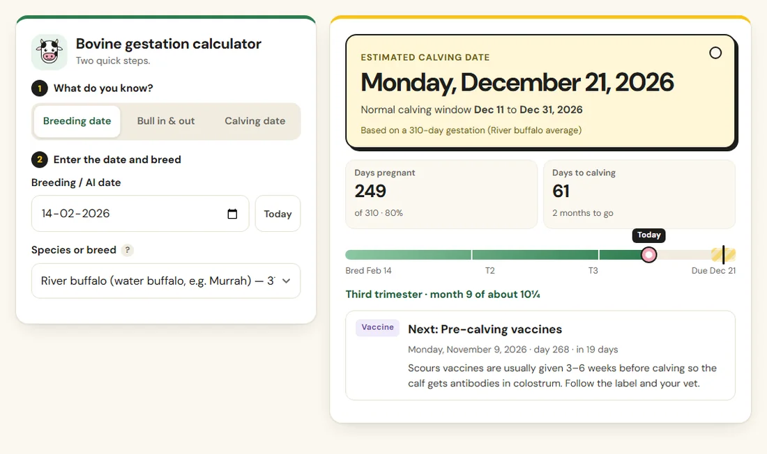 Bovine gestation calculator showing a water buffalo due date and calving window