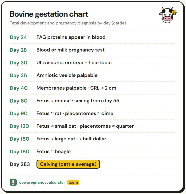 Bovine gestation chart of fetal development by day, from PAG blood test and ultrasound heartbeat to placentome size and calving