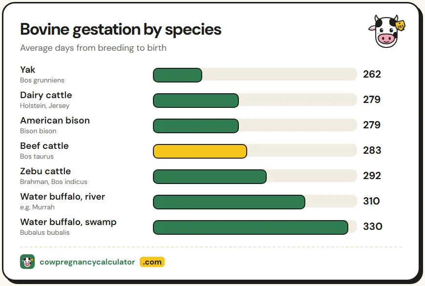 Bovine gestation period chart comparing gestation length in days for cattle, zebu, bison, yak and water buffalo