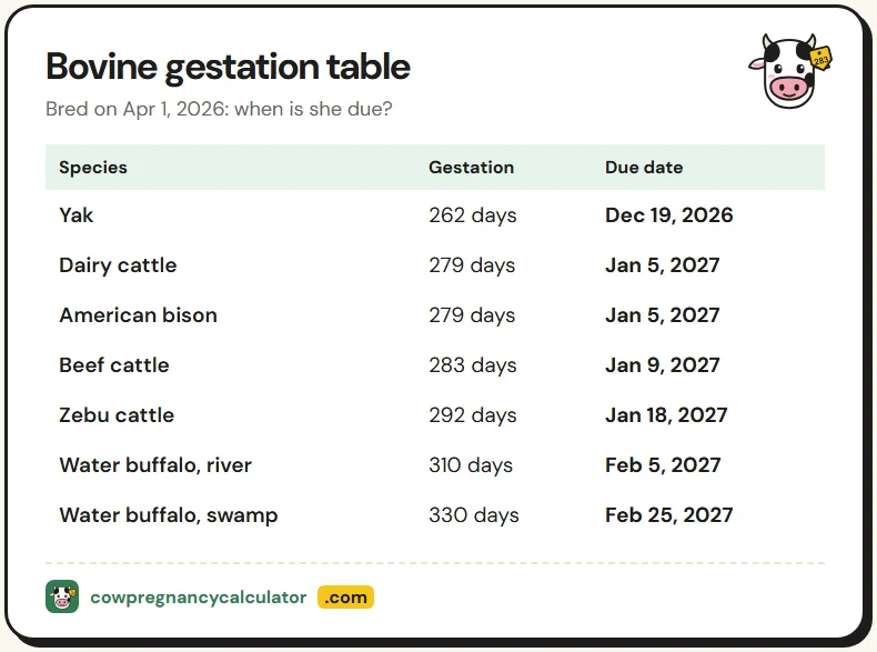 Bovine gestation table showing average gestation days and due dates for cattle, bison, yak and water buffalo