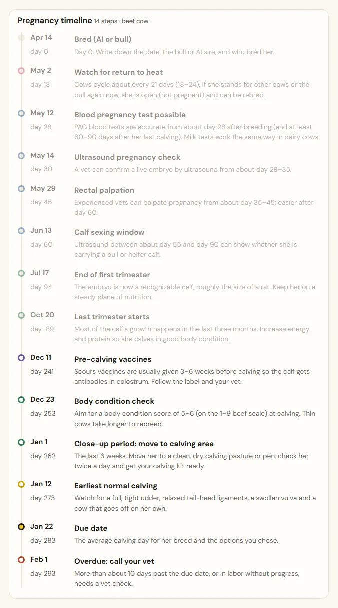 Cow gestation chart for one cow, with every pregnancy step shown on a real calendar date