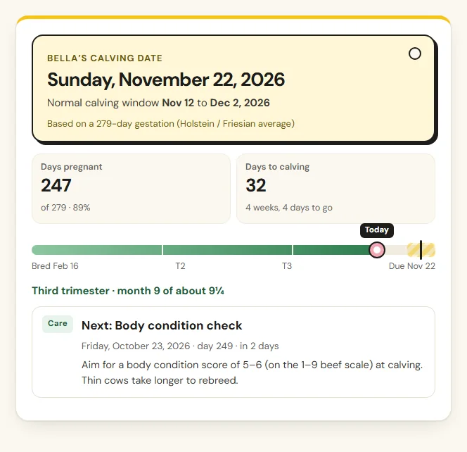 Cow due date calculator result with the due date, calving window and a countdown of days to calving