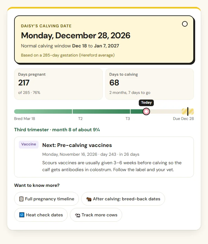 Cow pregnancy calculator result showing the estimated calving date, calving window, days pregnant and days to calving